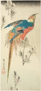 A Golden Pheasant Perched on a Steep Snowy Hillside amid Small Pine Saplings, c. 1833.