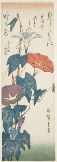 Morning Glories, c. 1840s.