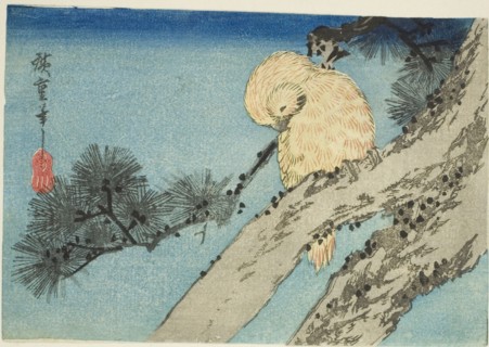 Owl on pine branch, 1830s.