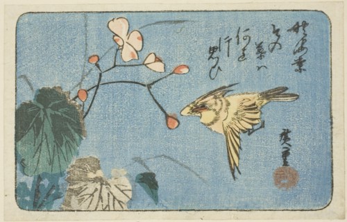 Yellow bird and begonia, n.d.