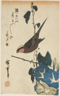Sparrow and morning glories, n.d.