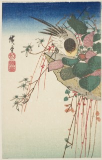 Sparrow on a hanging planter, n.d.