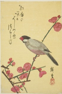 Java sparrow on plum branch, 1830s.