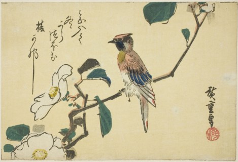 Black-naped oriole on camellia branch, n.d.