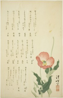 Two Poppies, c. early 1820s.