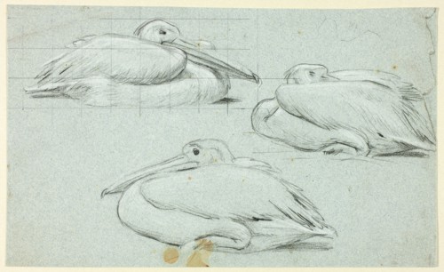 Three Sketches of Pelicans, n.d.
