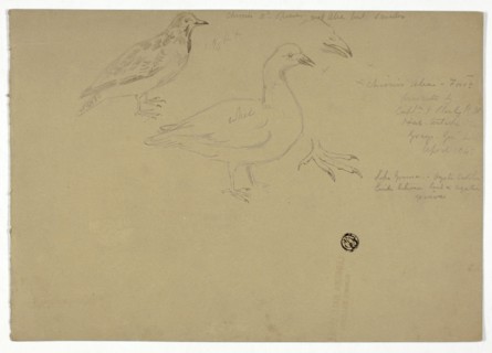 Sketches of Birds, c. 1888.