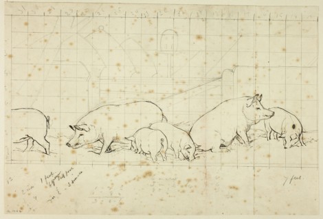 Pigs, n.d.