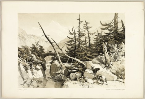 Larch, from The Park and the Forest, 1841.