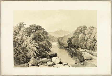 Ash, Sycamore and Oak, from The Park and the Forest, 1841.