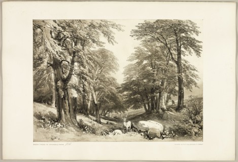 Beech Trees in Arundale Park, from The Park and the Forest, 1841.