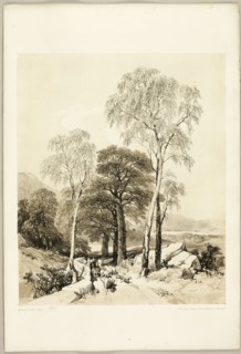 Birch and Oak, from The Park and the Forest, 1841.