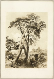Scotch Fir, from The Park and the Forest, 1841.