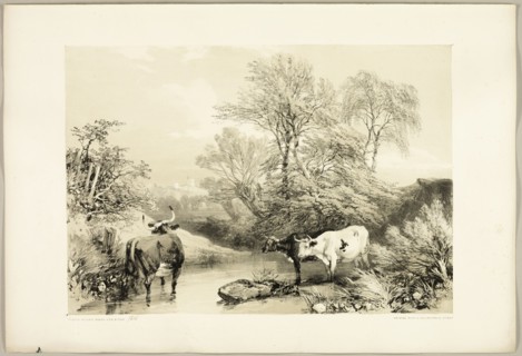Thorn, Willow, Beech and Birch, from The Park and the Forest, 1841.