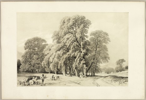 Plane Trees, from The Park and the Forest, 1841.