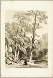 Sycamore, from The Park and the Forest, 1841.