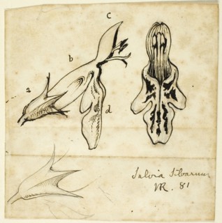 Salvia Silvarum, 1881.