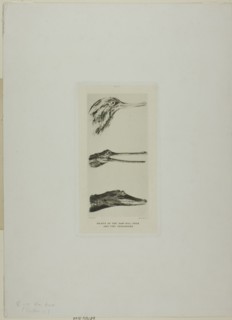 Heads of Saw-Bill Duck and Two Crocodiles, n.d.