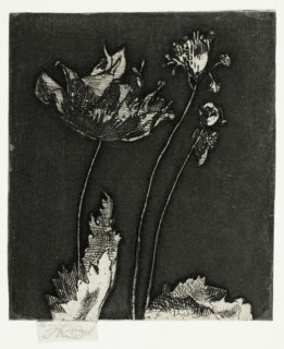 Last Poppies, 1897.