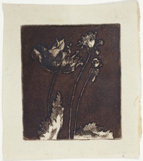 Last Poppies, 1897.