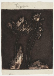 Last Poppies, 1897.