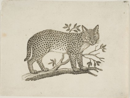 The Serval, n.d.