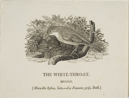 White Throat (Bird), n.d.