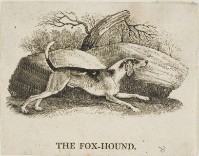 Fox Hound, n.d.
