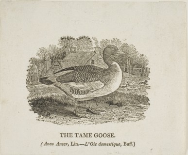 Tame Goose, n.d.