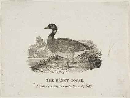 Brent Goose, n.d.
