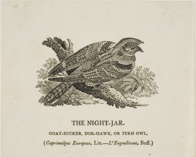 The Night-Jar, n.d.