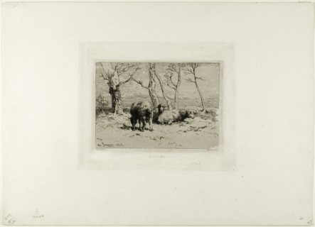 Sheep, 1868.
