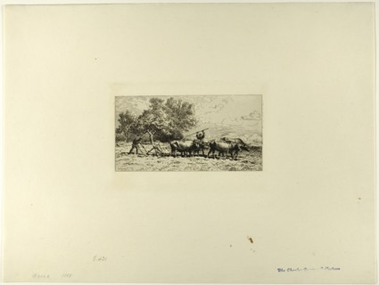 Team of Oxen, 1868.