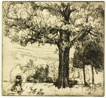 The Great Oak, 1907.