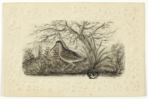 Grouse, n.d. Creator: Henry LeJeune.