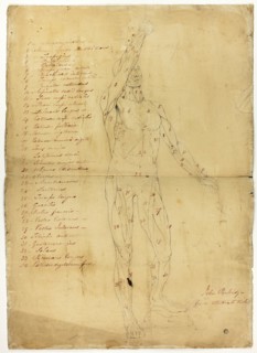 Male Ecorché, c. 1810. Creator: John Partridge.