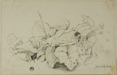 Clump of Leaves and Flowers, 1808/47. Creator: Joshua Cristall.