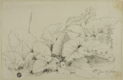 Clump of Leaves and Flowers, 1808/47. Creator: Joshua Cristall.