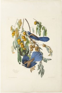 Florida Jay, 1830. Creator: Robert Havell.