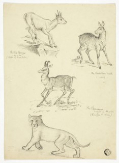 Chamois, Musk, Klipbok and Lion, n.d. Creators: Thomas Uwins, Samuel Howitt.