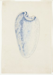 Overview of Lavender Elongated Shell, n.d. Creator: Giuseppe Grisoni.