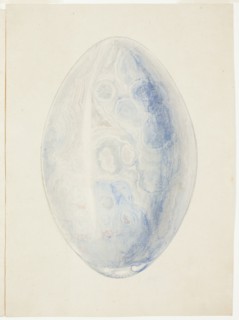 Overview of Oval Shell Stone, n.d. Creator: Giuseppe Grisoni.