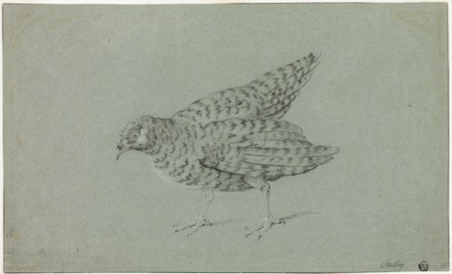 Partridge, n.d. Creator: Jean-Baptiste Oudry.
