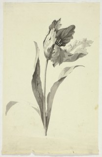 Tulip, n.d. Creator: Pierre Antoine Mongin.