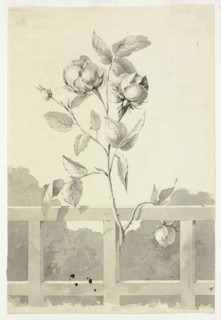 Rose, n.d. Creator: Pierre Antoine Mongin.