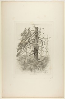 Old Trees at Naushon Island, 1864. Creator: Robert Swain Gifford.