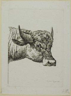 Head of a Buffalo, from Die Zweite Thierfolge, 1800. Creator: Johann Christian Reinhart.