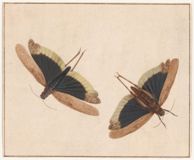 Two Grasshoppers, c. 1685. Creator: Herman Henstenburgh.