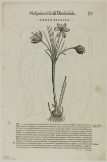 Leaf from Discorsi by Petrus Andreas Matthiolus, plate 99 from Woodcuts from Books of..., 1937. Creators: Unknown, Max Geisberg, Pietro Andrea Mattioli.