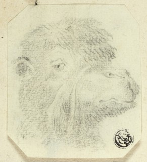 Camel's Head Facing Right, n.d. Creator: Unknown.